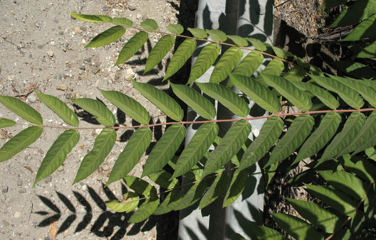 Detailed Picture 9 of Tree of Heaven