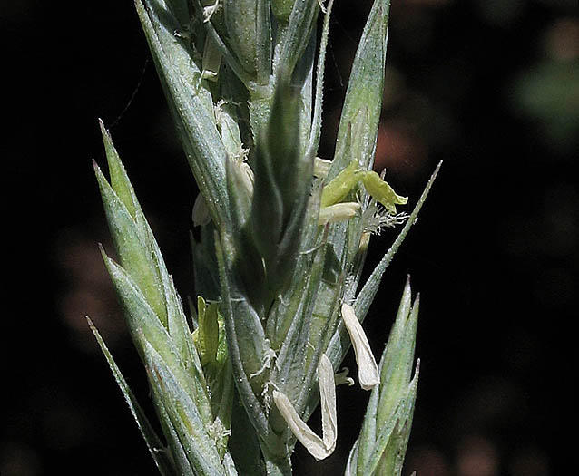 Detailed Picture 1 of Beardless Wild Rye