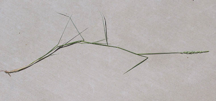 Detailed Picture 8 of Beardless Wild Rye