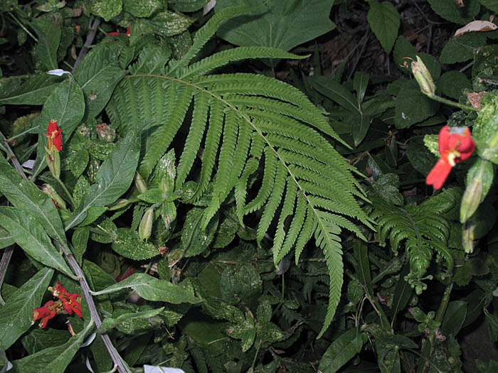 Detailed Picture 1 of Sonoran Maiden Fern