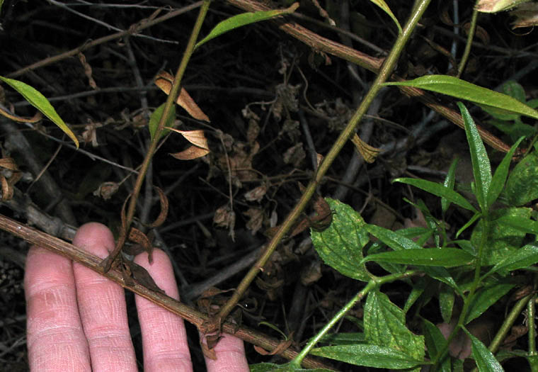 Detailed Picture 9 of Salt Marsh Baccharis