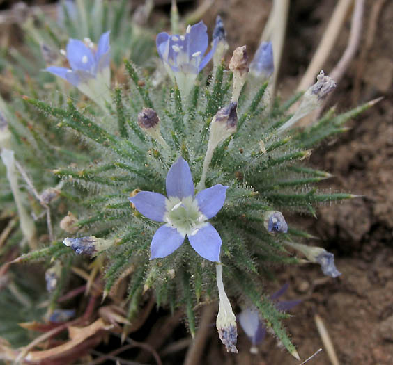 Detailed Picture 6 of Downy Navarretia
