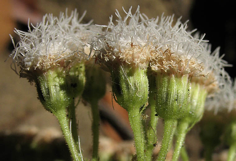 Detailed Picture 2 of Thoroughwort