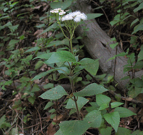 Detailed Picture 4 of Thoroughwort