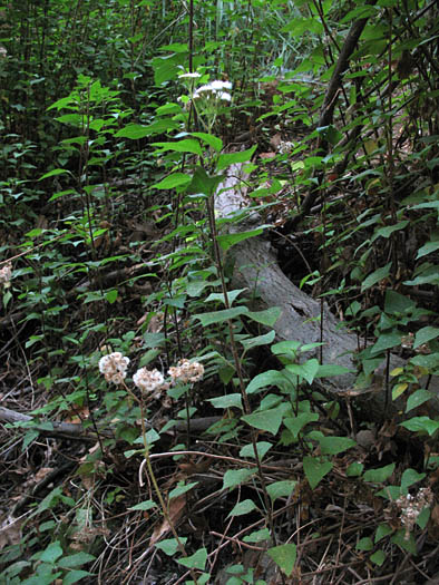 Detailed Picture 5 of Thoroughwort
