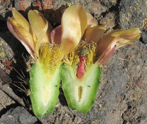 Detailed Picture 3 of Prickly Pear