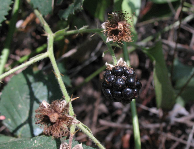 Detailed Picture 6 of Himalayan blackberry