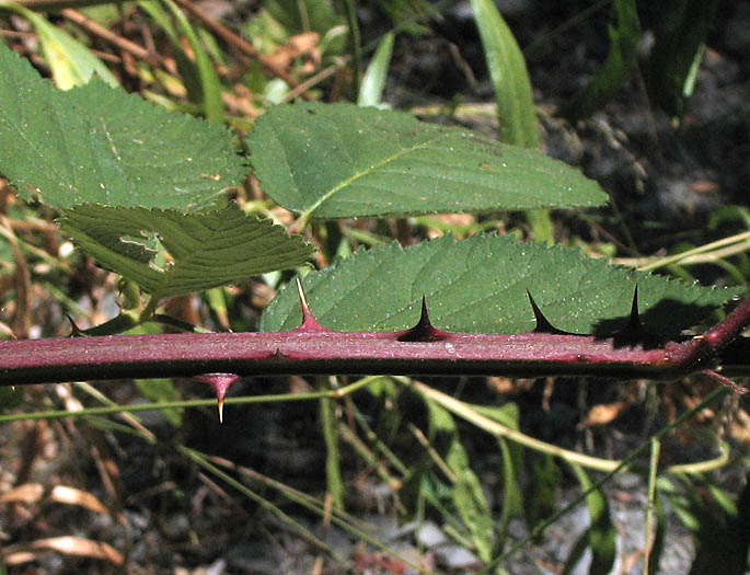 Detailed Picture 5 of Himalayan blackberry