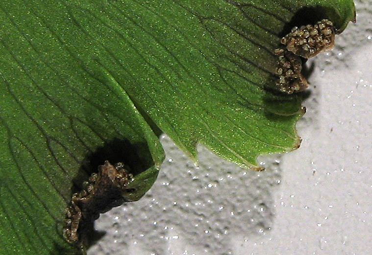 Detailed Picture 5 of Venus-hair Fern