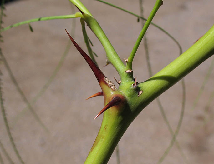 Detailed Picture 3 of Mexican Palo Verde