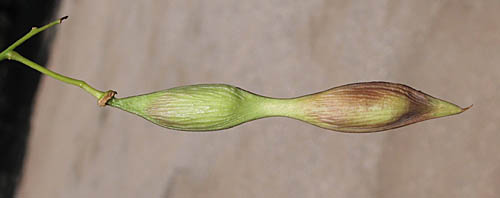 Detailed Picture 7 of Mexican Palo Verde