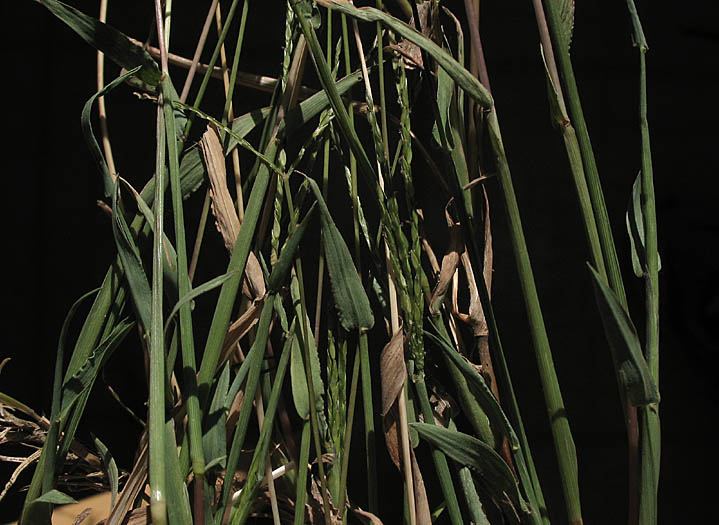 Detailed Picture 3 of Southern Crab grass