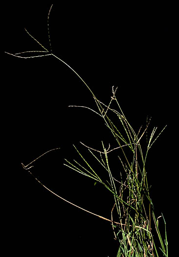Detailed Picture 2 of Southern Crab grass