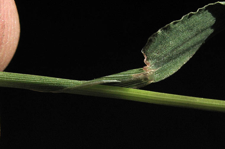 Detailed Picture 6 of Southern Crab grass
