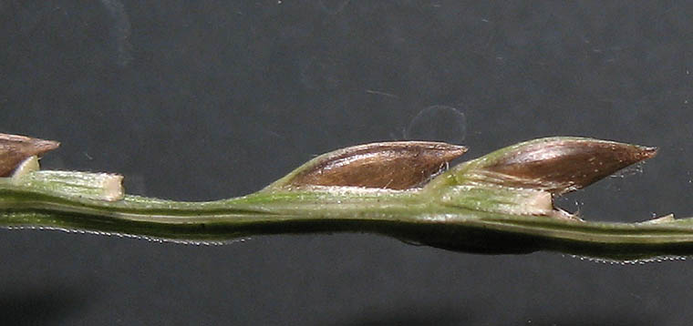 Detailed Picture 5 of Southern Crab grass