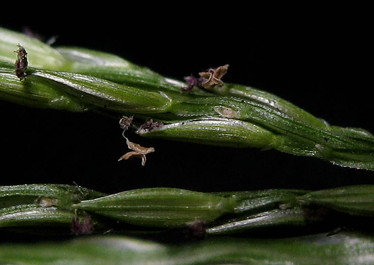 Detailed Picture 4 of Southern Crab grass