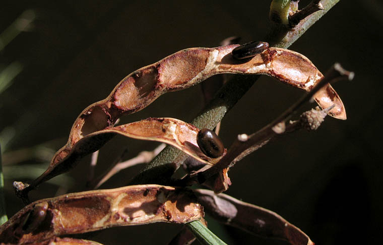 Detailed Picture 7 of Golden Wreath Wattle