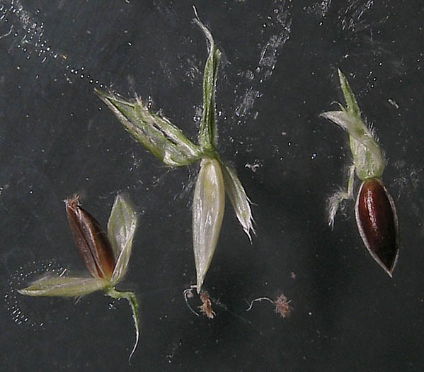 Detailed Picture 8 of Southern Crab grass
