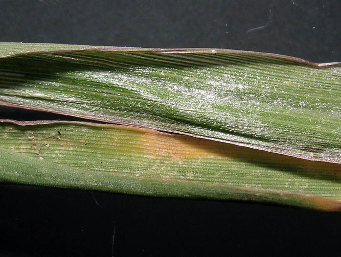 Detailed Picture 9 of Southern Crab grass