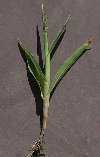 Detailed Picture 3 of Smooth Crab grass