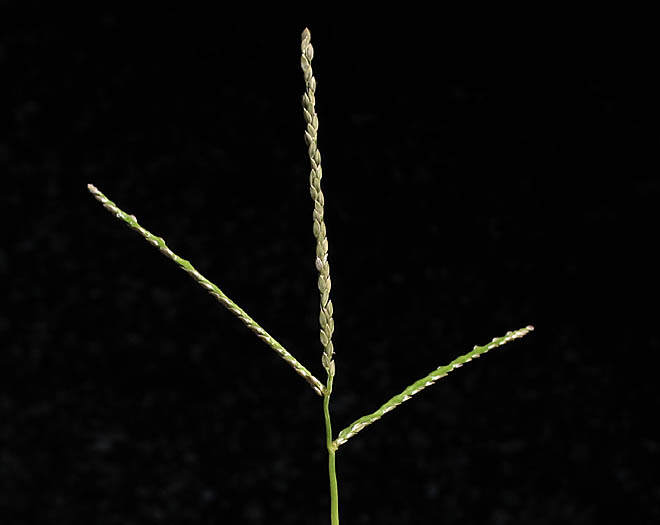 Detailed Picture 1 of Smooth Crab grass
