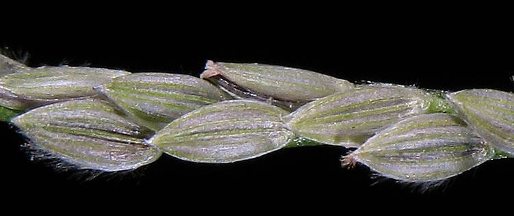 Detailed Picture 6 of Smooth Crab grass