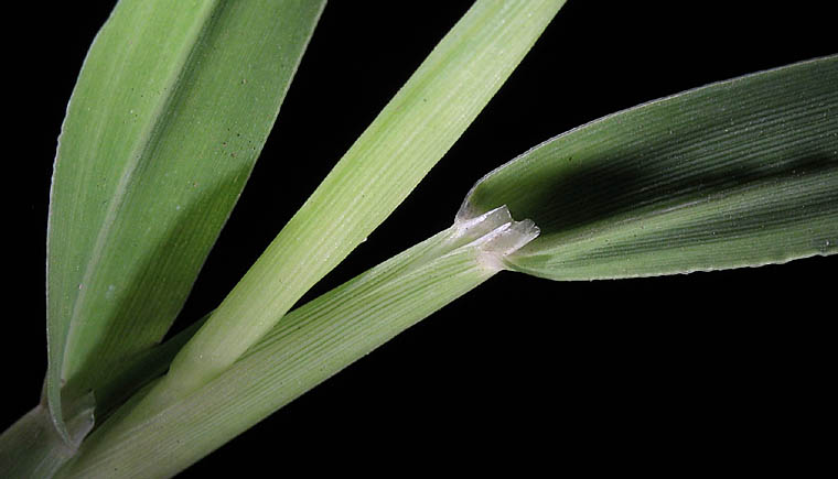 Detailed Picture 4 of Smooth Crab grass