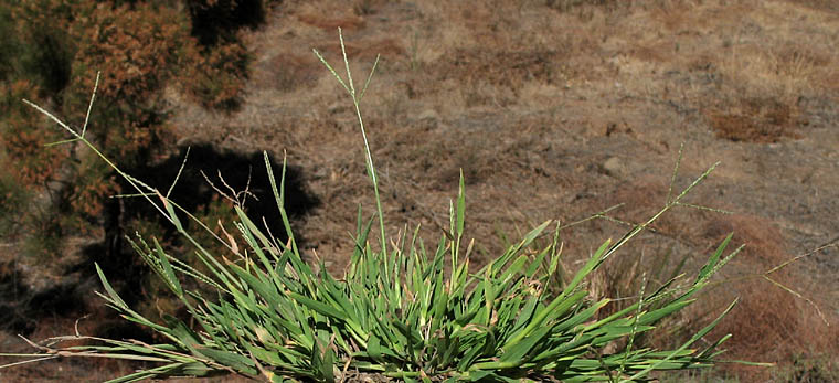Detailed Picture 2 of Smooth Crab grass