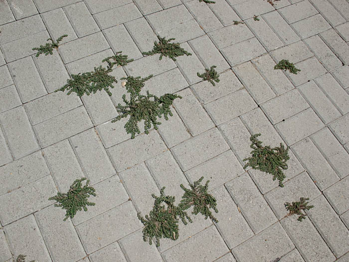 Detailed Picture 5 of Prostrate Sandmat