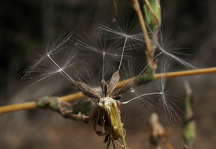 Detailed Picture 10 of Prickly Lettuce