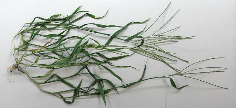 Detailed Picture 10 of Southern Crab grass