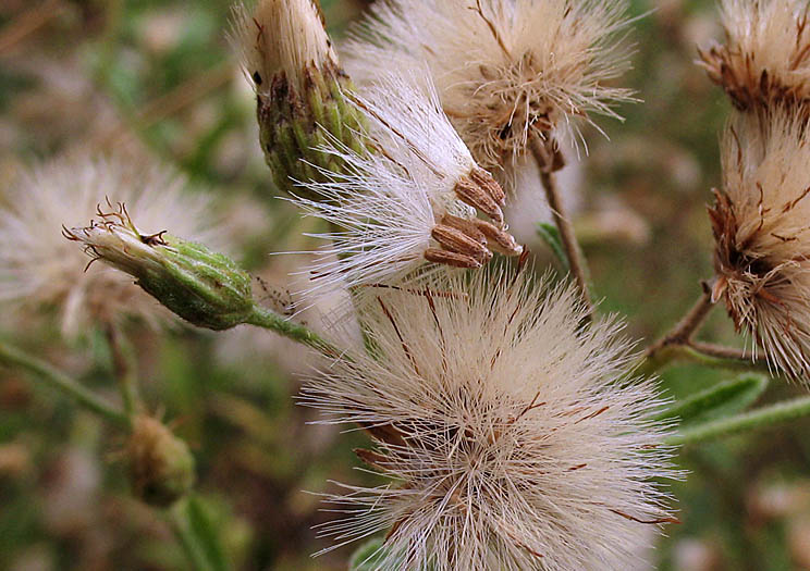 Detailed Picture 6 of Plummer's Baccharis