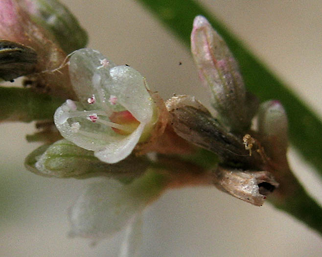 Detailed Picture 1 of Willow Weed