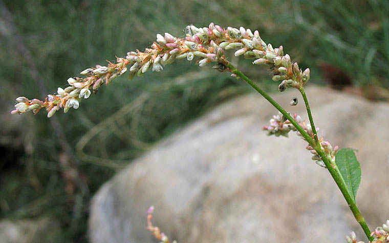 Detailed Picture 3 of Willow Weed