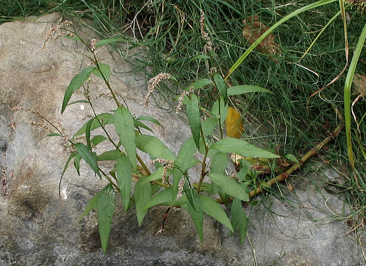Detailed Picture 4 of Willow Weed