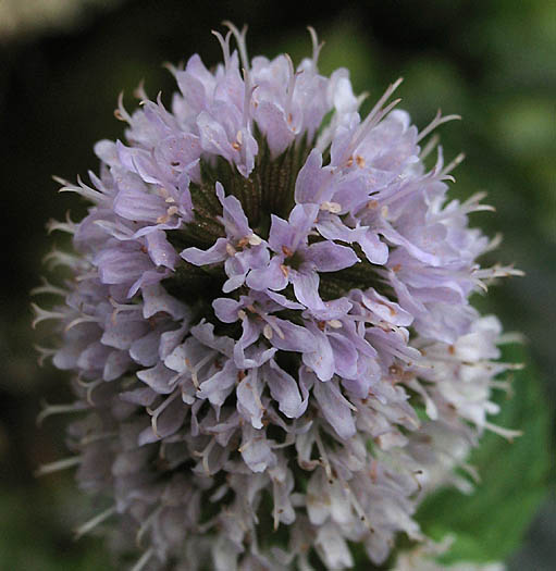 Detailed Picture 2 of Peppermint