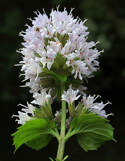 Detailed Picture 3 of Peppermint