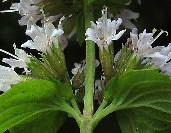 Detailed Picture 4 of Peppermint