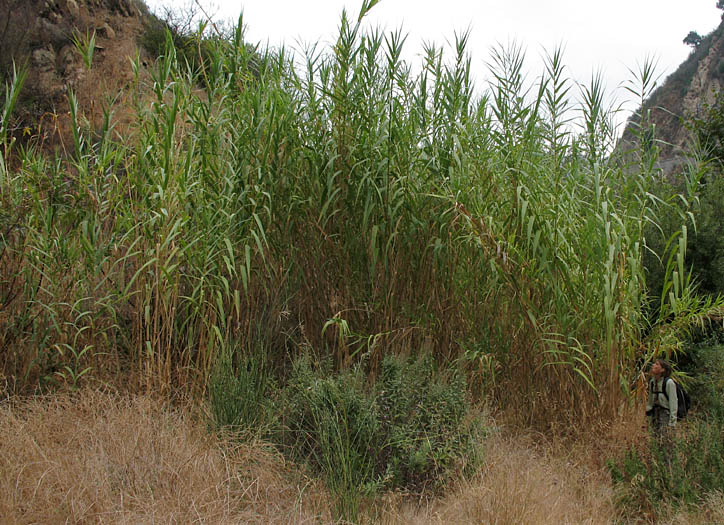 Detailed Picture 2 of Giant Reed