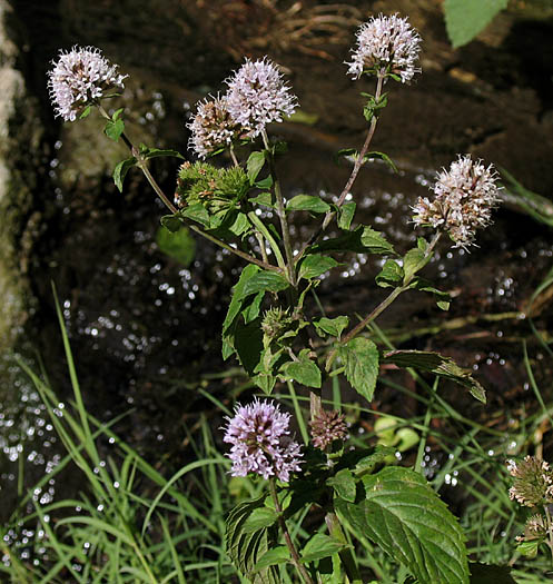 Detailed Picture 6 of Peppermint