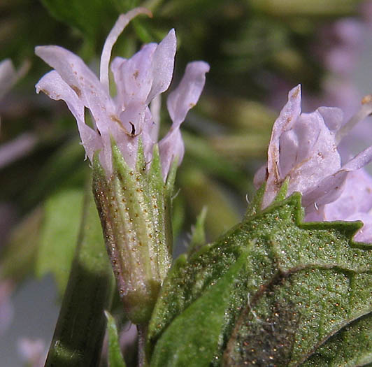 Detailed Picture 5 of Peppermint