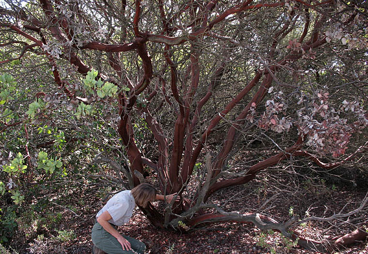 Detailed Picture 6 of Bigberry Manzanita