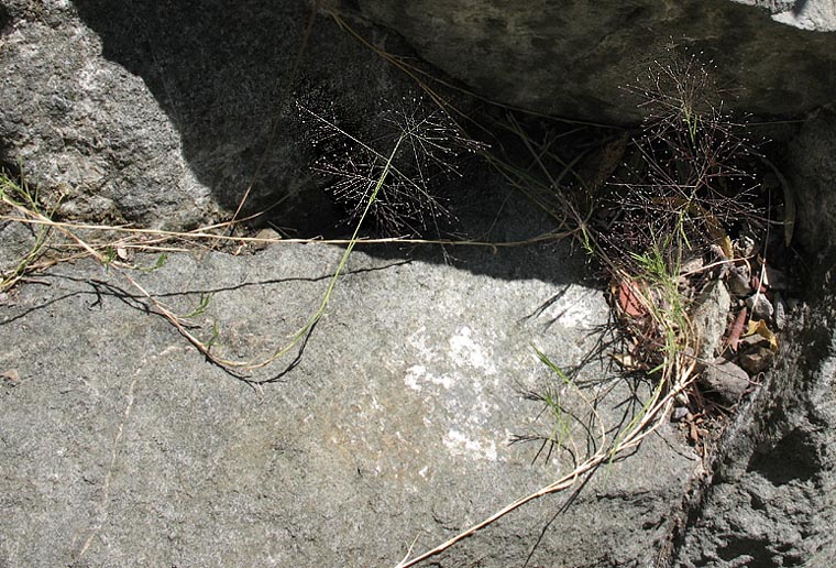 Detailed Picture 4 of Scratch Grass