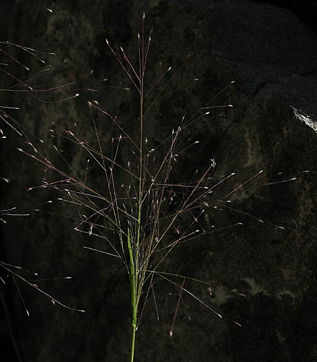 Detailed Picture 3 of Scratch Grass