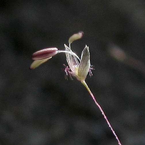 Detailed Picture 1 of Scratch Grass