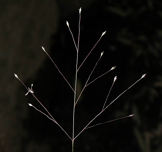 Detailed Picture 2 of Scratch Grass