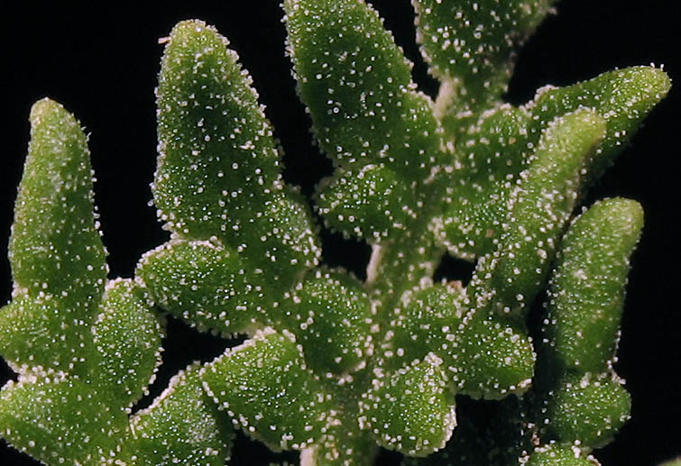 Detailed Picture 4 of California Cloak-fern