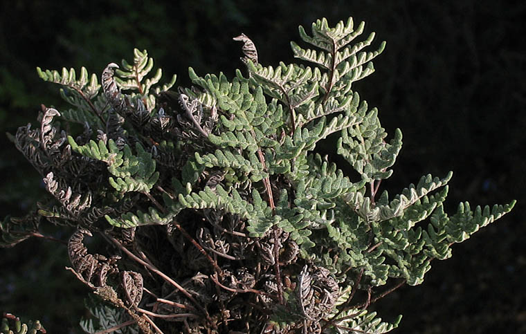 Detailed Picture 3 of California Cloak-fern