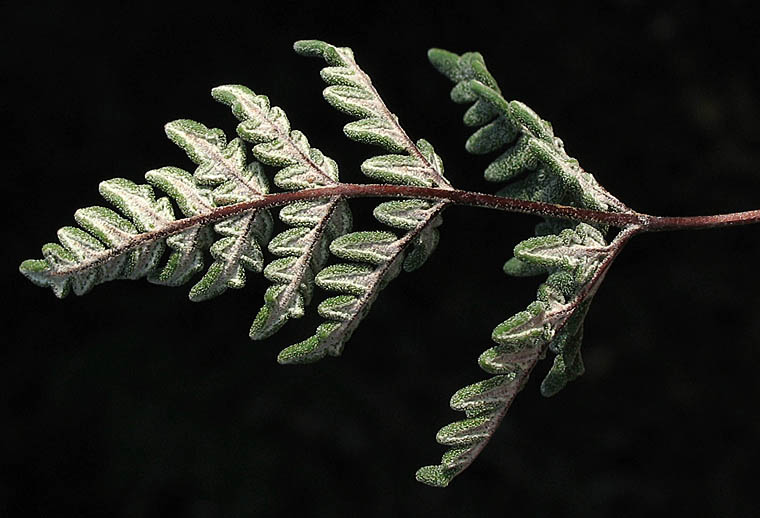 Detailed Picture 2 of California Cloak-fern