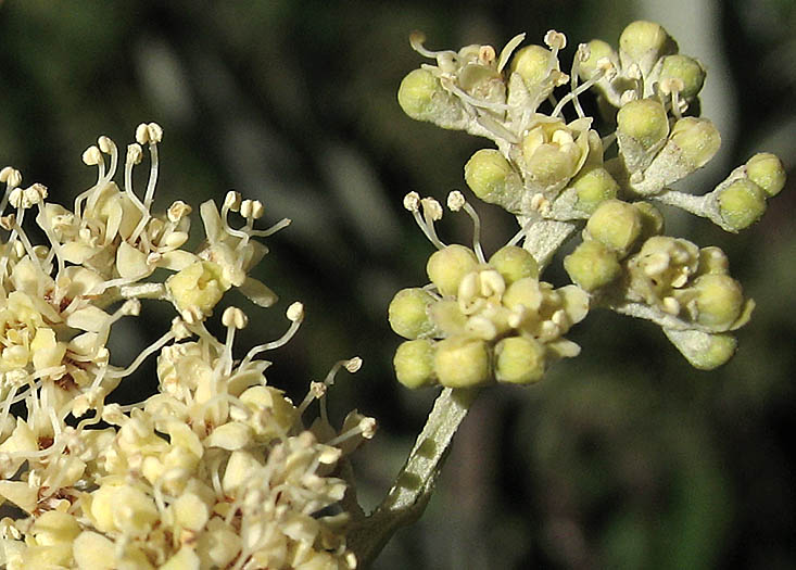 Detailed Picture 2 of Butterfly Bush